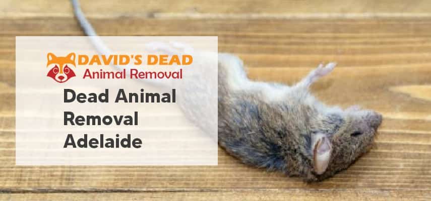 Dead animal removal Adelaide