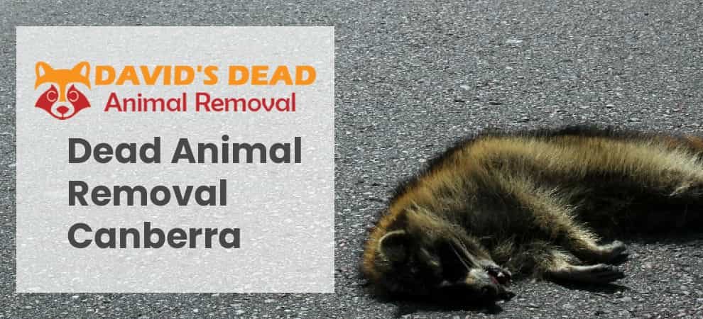 Dead animal removal Canberra