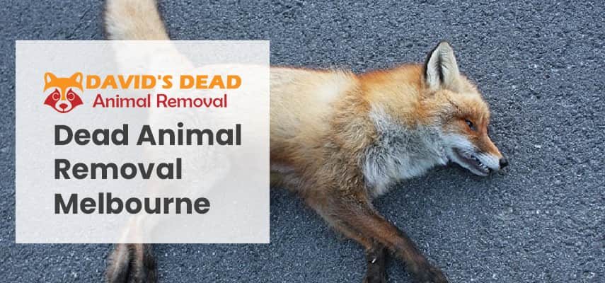 Dead animal removal Melbourne