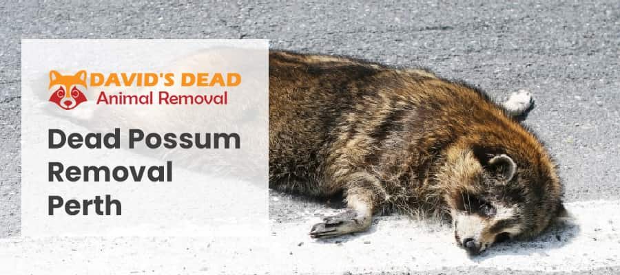 Dead animal removal Perth