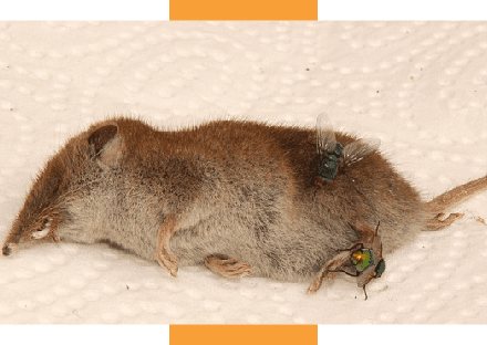 Dead animal removal Sydney