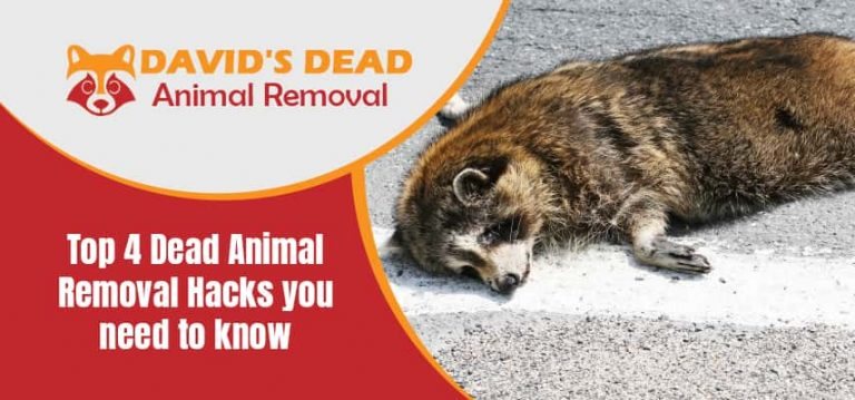 Top 4 Dead Animal Removal Tips You Need to Know