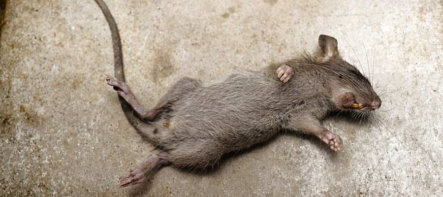 Dead Animal in Your Water? Here's How to Handle It Safely and Effectively