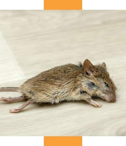 David's Dead Animal Removal team