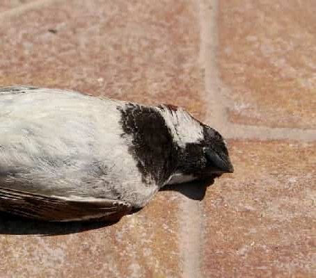 Dead Bird Removal