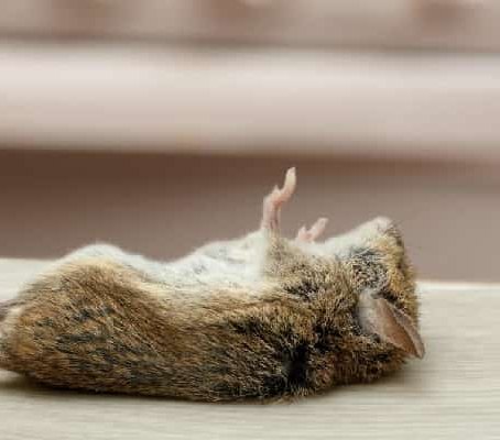 Dead Mouse Removal