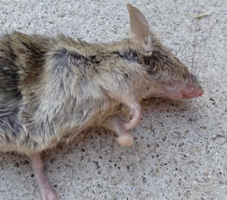 Dead Rat Removal