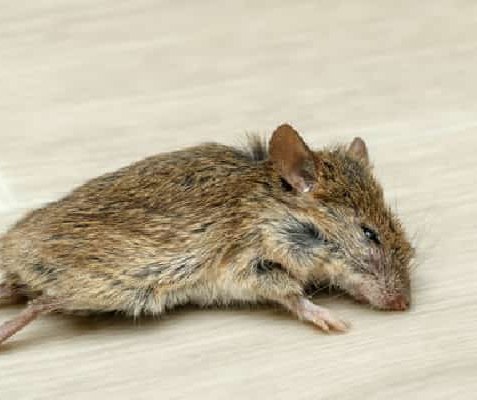 Dead Rodent Removal